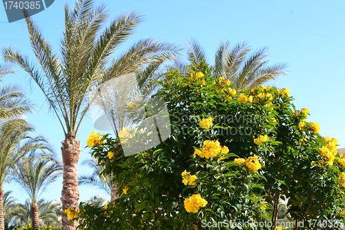 Image of palm