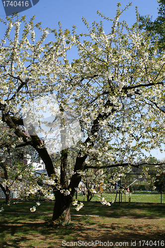 Image of Blossoming cherry tree in spring