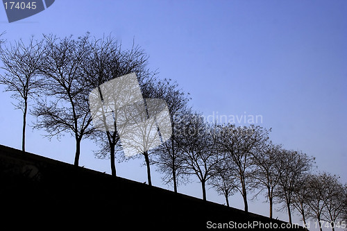 Image of Tree Silhouette