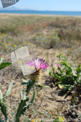 Image of Wildflower