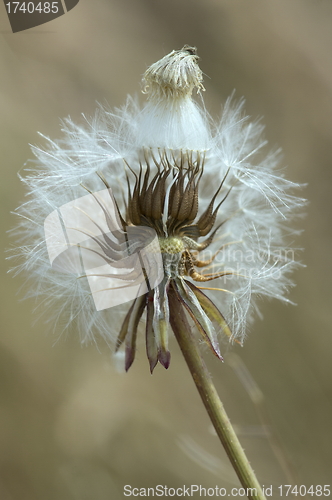 Image of Dandelion