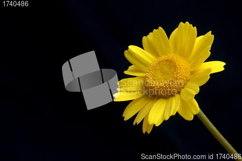 Image of yellow flower