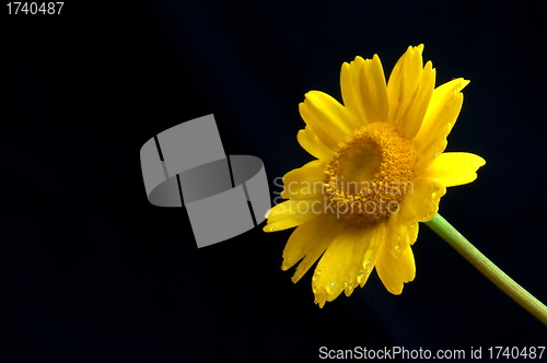 Image of yellow flower