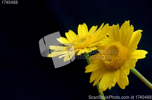 Image of yellow flowers