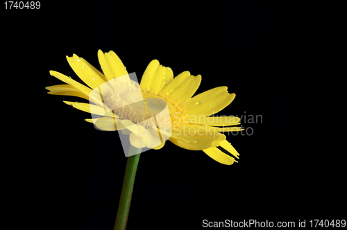 Image of yellow flower