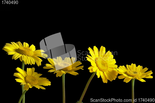 Image of yellow flowers