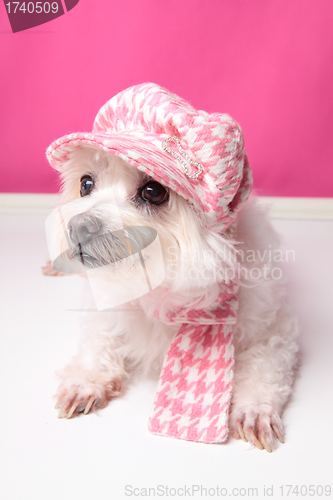 Image of Pampered maltese terrier