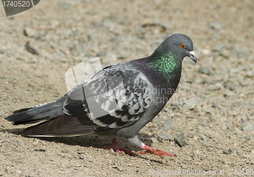 Image of Pigeon