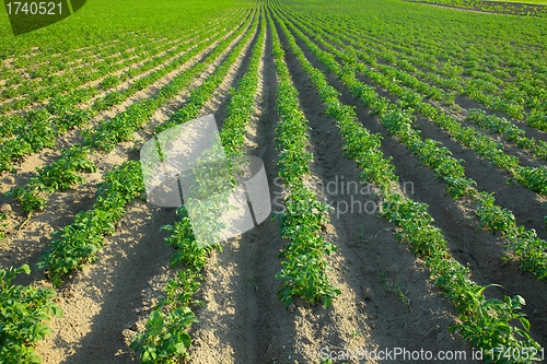 Image of Agriculture
