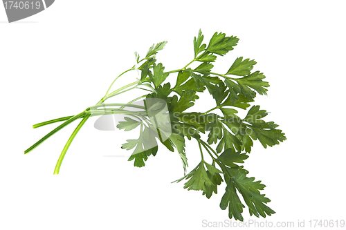 Image of Bunch of parsley isolated on white 