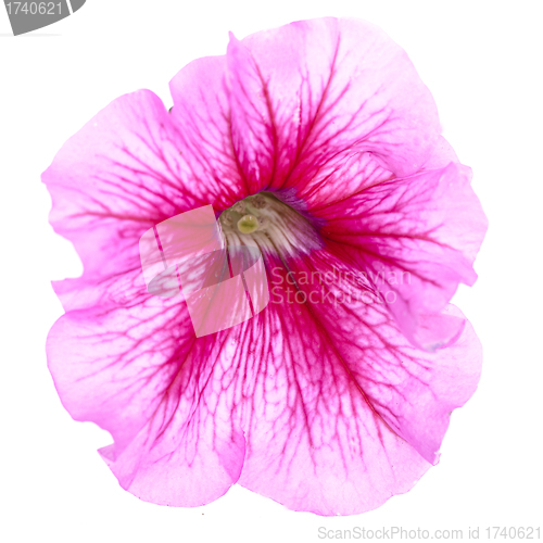 Image of pink flower of petunia isolated on white background 