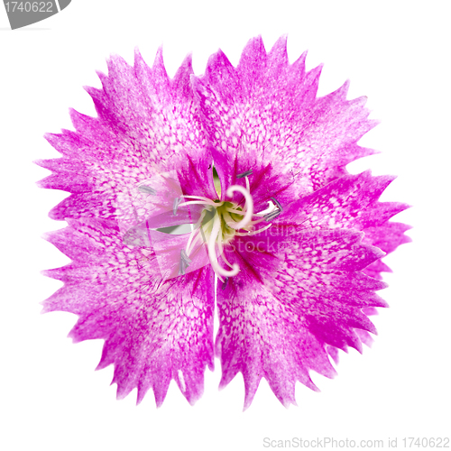 Image of garden carnation, Sweet William or Dianthus barbatus. 