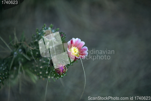 Image of Cactus blossoms on dark background 