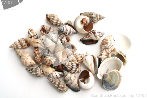 Image of Shells