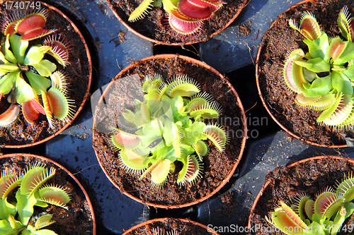 Image of carnivorous plant