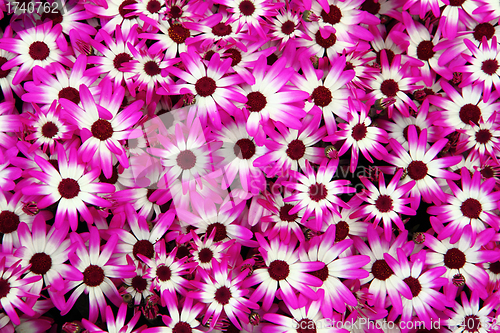 Image of violet and white flowers