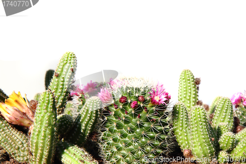 Image of cactuses