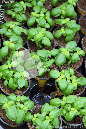 Image of sweet basil plants