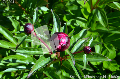Image of Peony flower red buds and green leaves closeup 