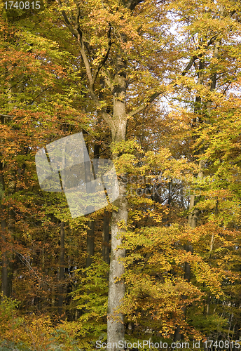 Image of tree detail with autumn foliage