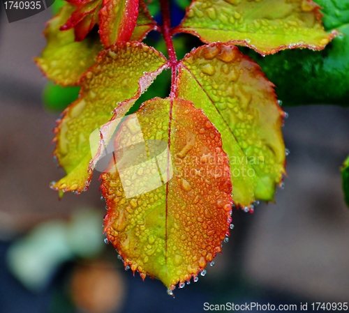 Image of Dew Drops