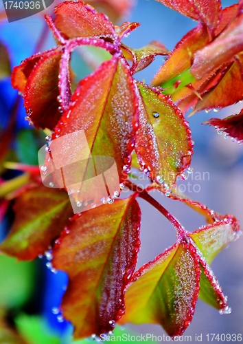 Image of Dew Drops