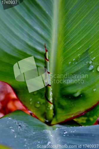Image of Lily leaf
