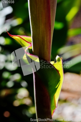 Image of Lily leaf