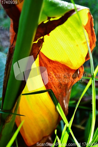 Image of Lily leaf