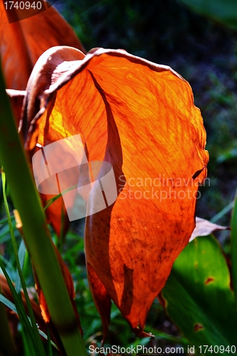 Image of Lily leaf