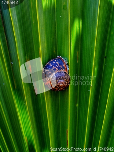 Image of Garden Snail