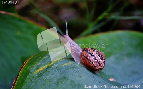 Image of Garden Snail