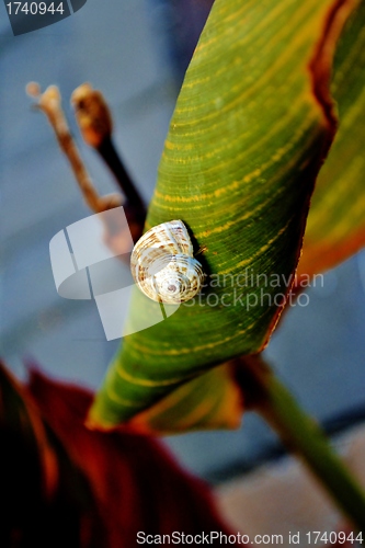 Image of Garden Snail