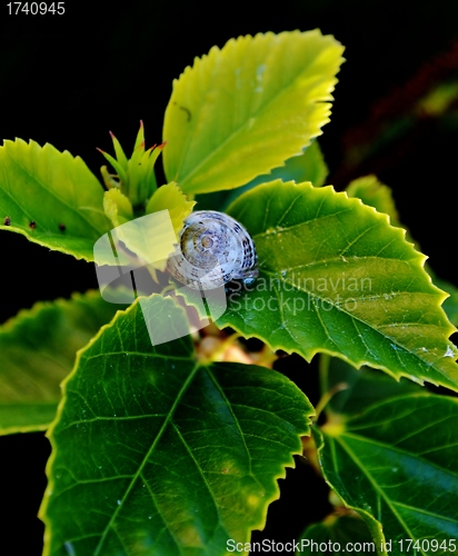 Image of Garden Snail
