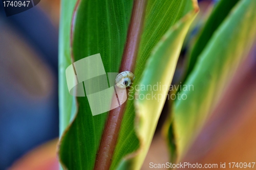 Image of Garden Snail