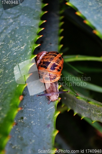 Image of Garden Snail