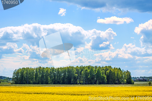 Image of summer landscape