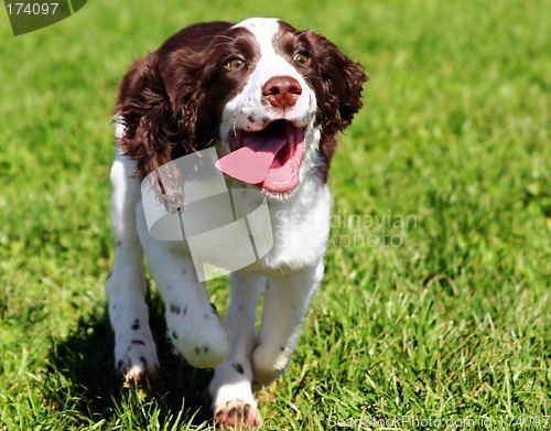 Image of Happy dog