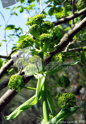 Image of Detail of spring