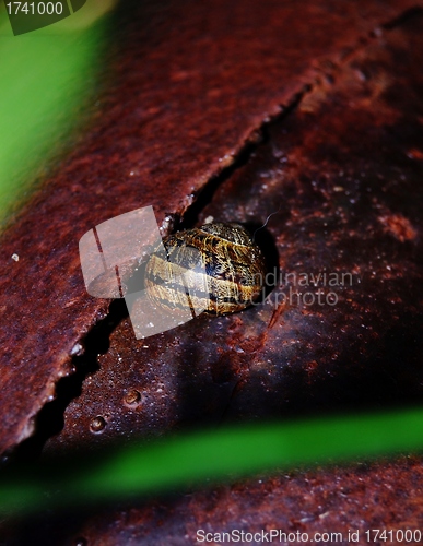 Image of Garden Snail