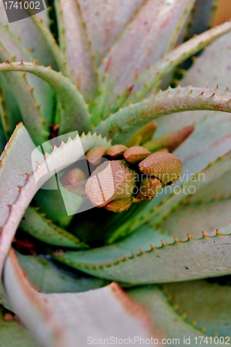 Image of Aloe vera flower buds