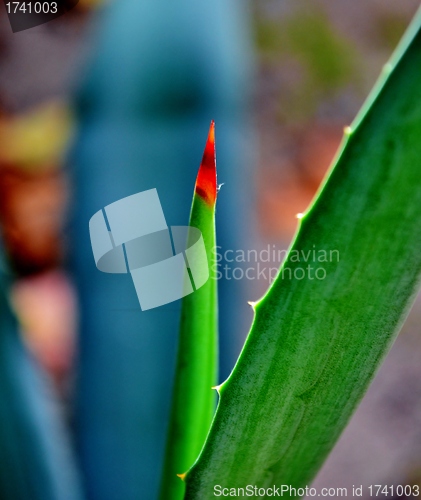 Image of Agave thorns