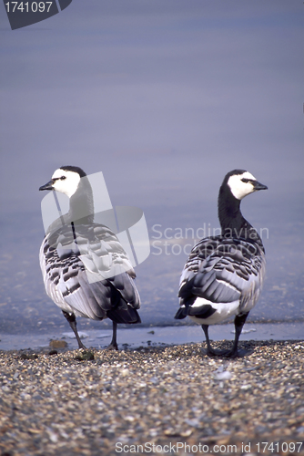 Image of Barnacle Goose