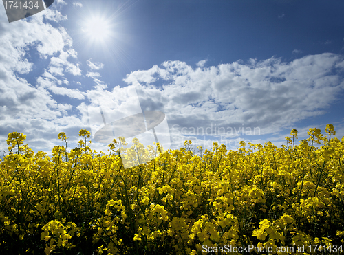 Image of Field of rape seed