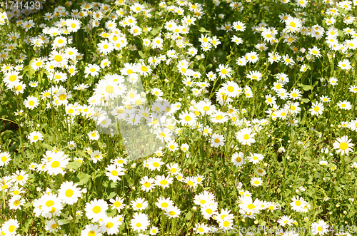 Image of camomiles