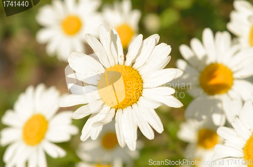 Image of camomiles