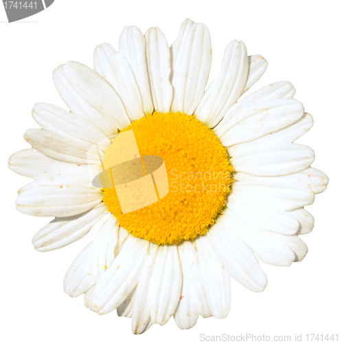 Image of camomile