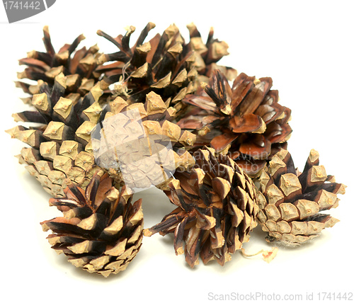 Image of pine cones