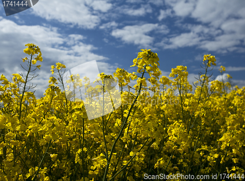 Image of Rape seed close up