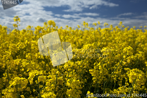 Image of Rape seed close up, differential focus